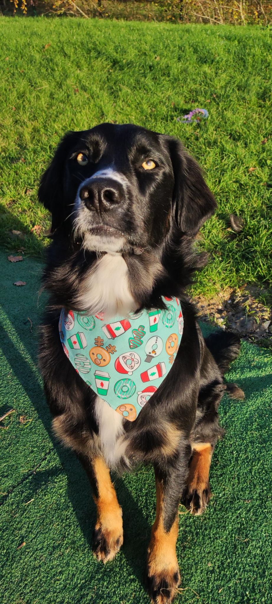 Bandana Donut de noël