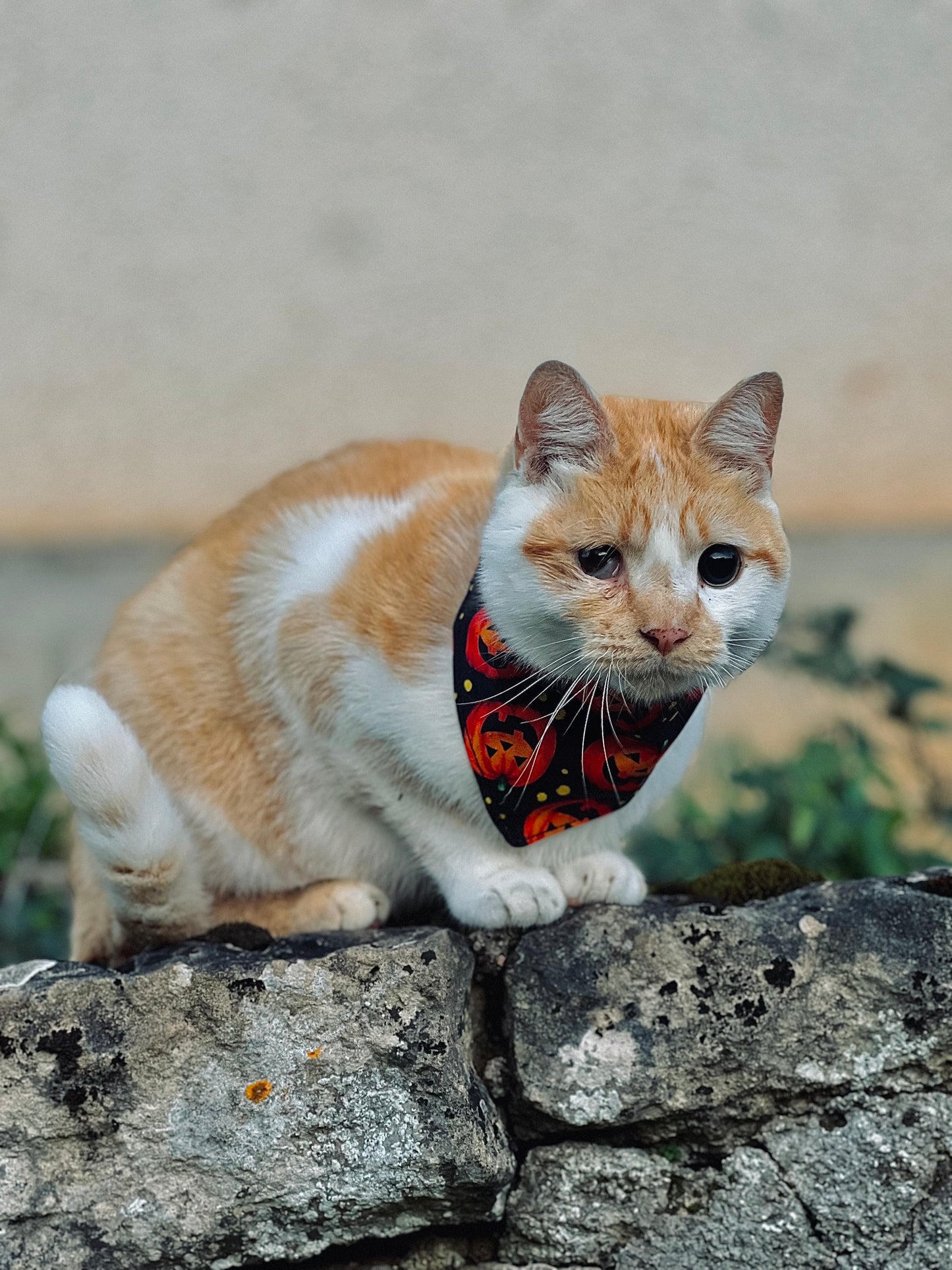 Bandana "Citrouilles"