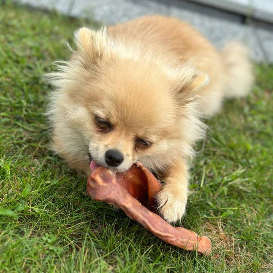 Oreille de porc