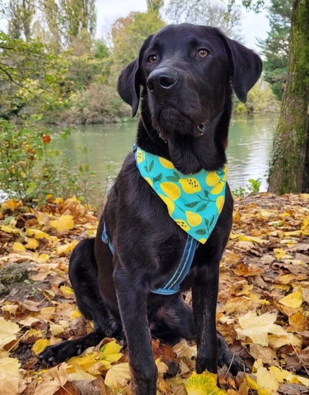 Bandana Citrons