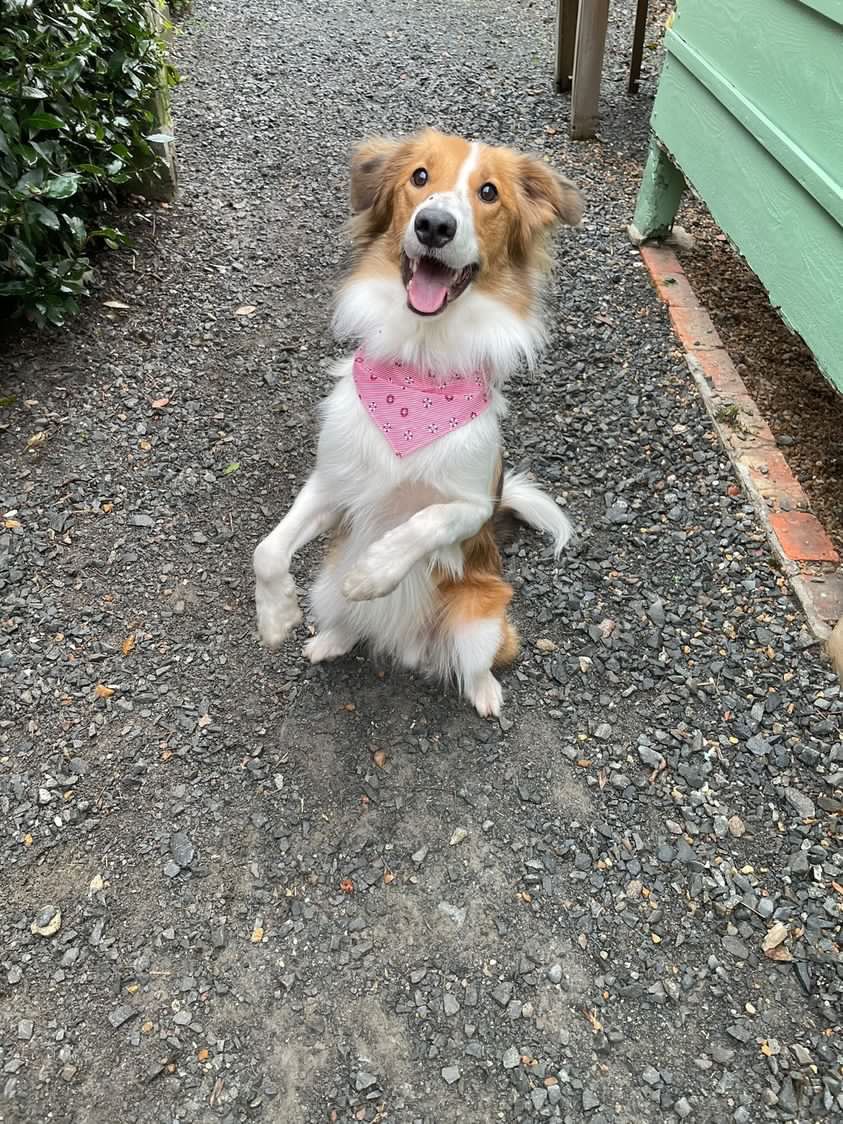 Bandana Marin