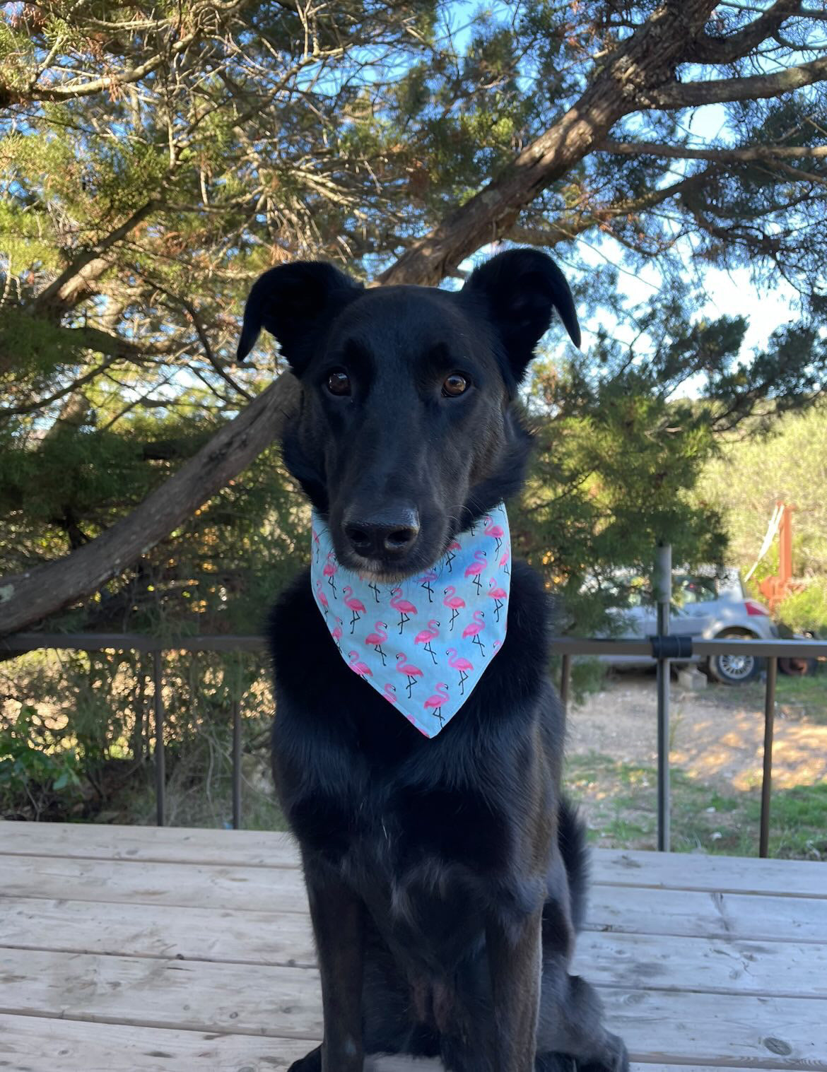 Bandana "Flamants"