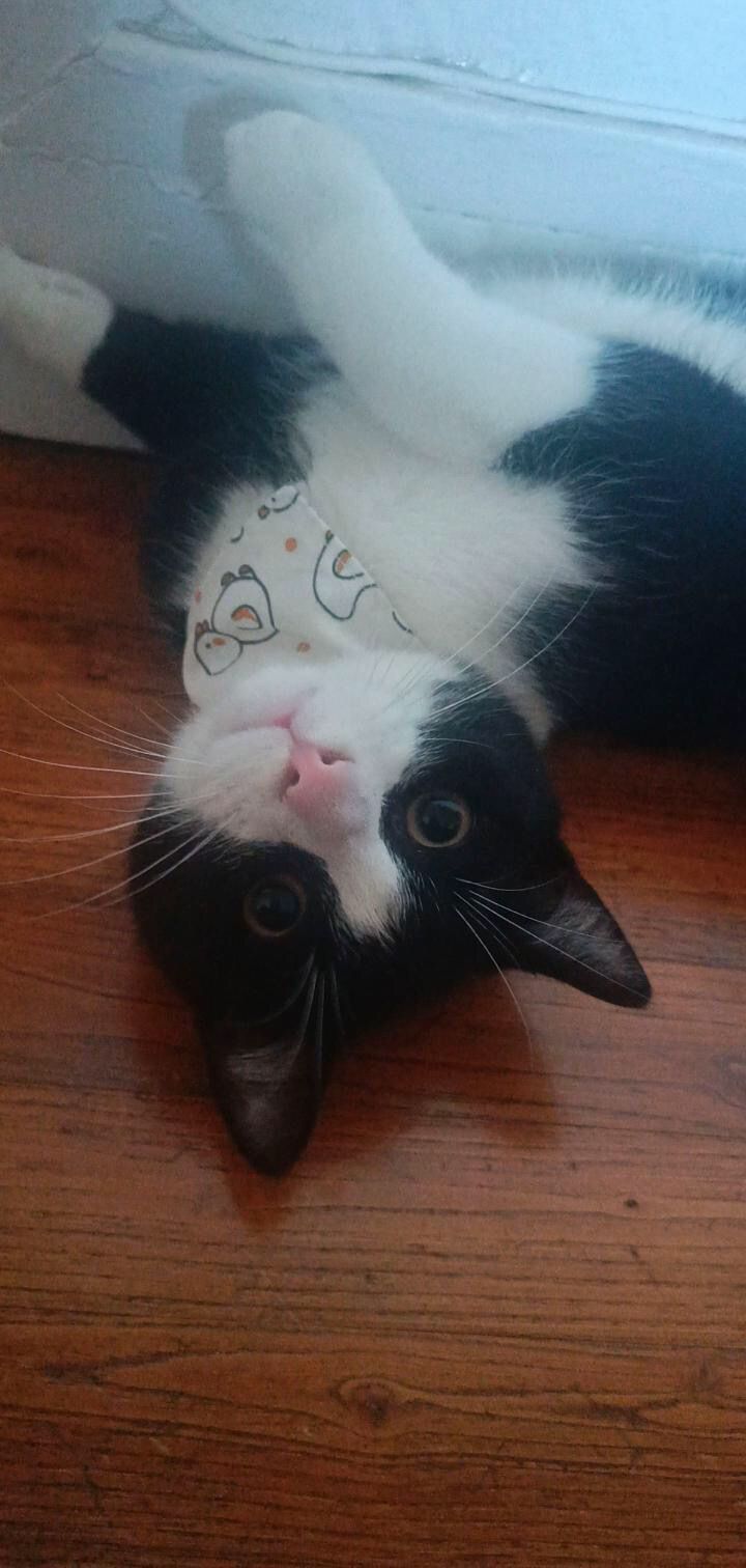 Bandana "Canards"