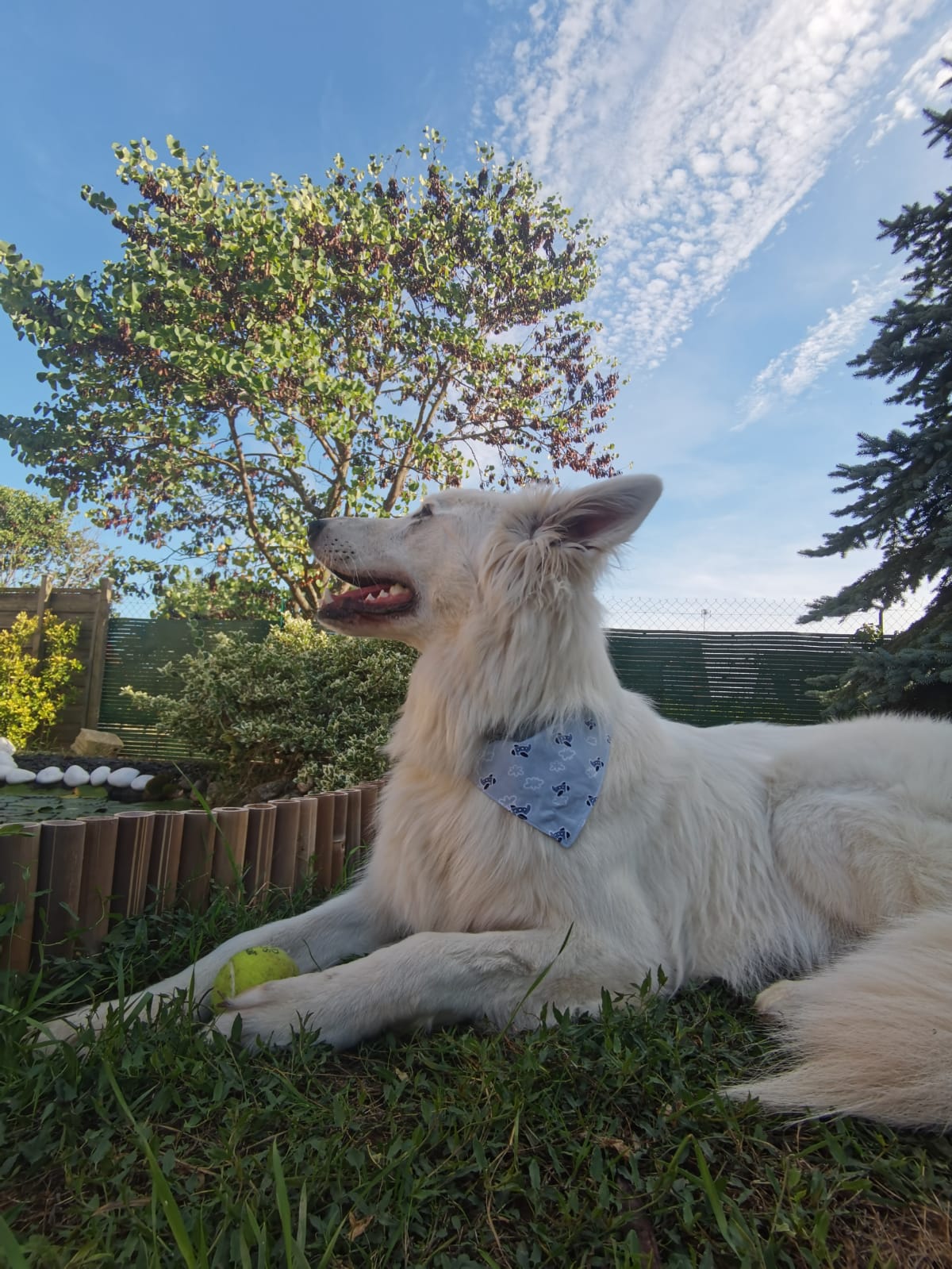 Bandana Avions