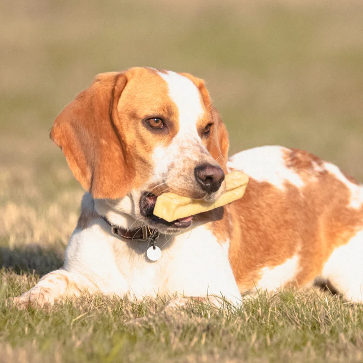 Cheese Bone