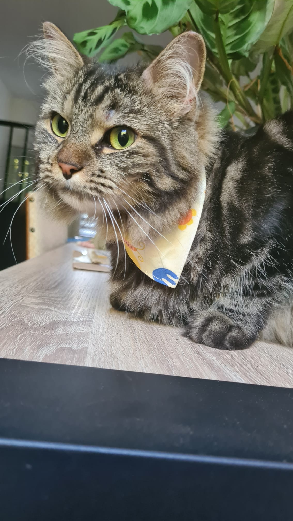 Bandana Spring