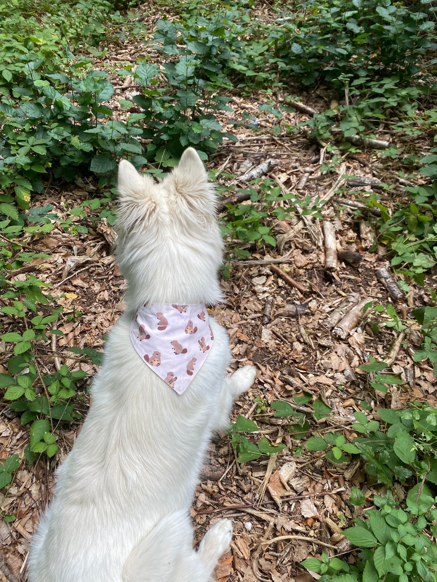 Bandana Castors