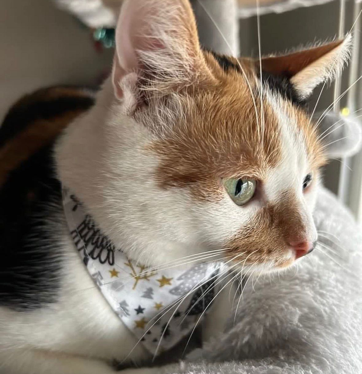 Bandana "Forêt enneigée"