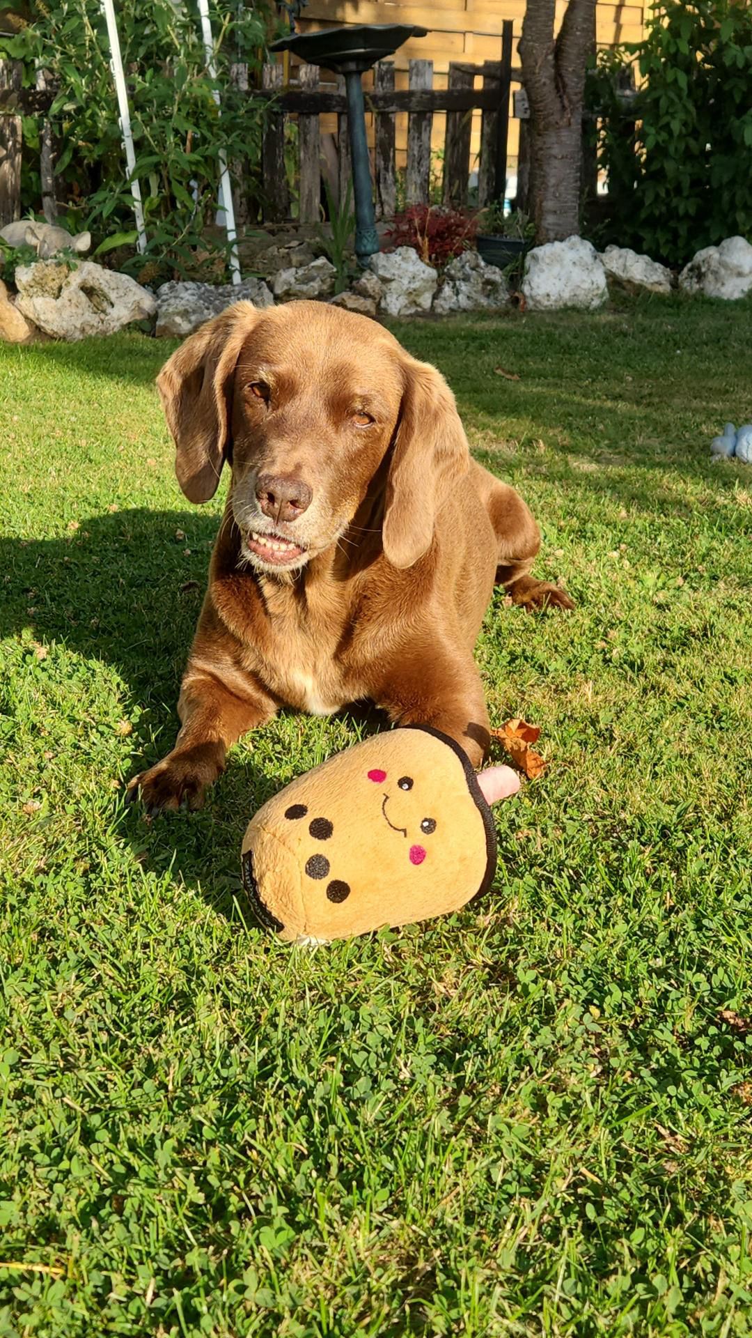 Bubble Tea - peluche pour chien