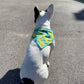 Bandana Citrons